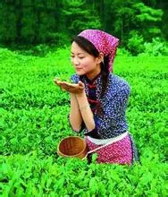 茶叶全身美容方法