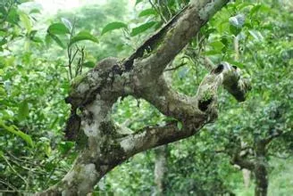 浅谈古茶树的文化价值