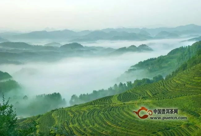 普洱茶产地-革登茶山