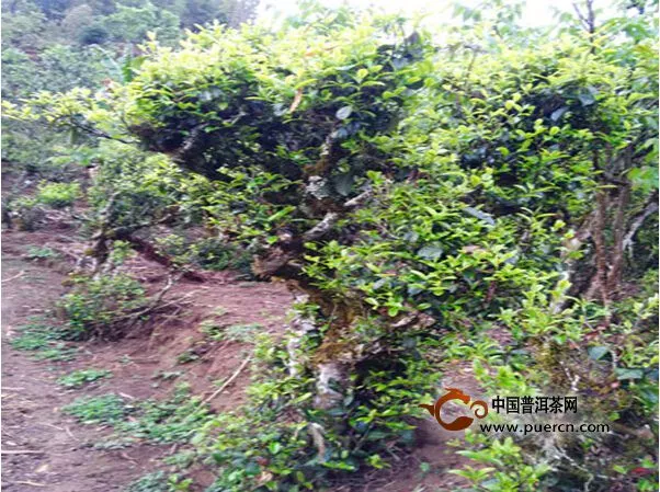 古茶树成为云县漫湾大河边村民的摇钱树 