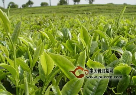 普洱茶产值首次突破100亿元