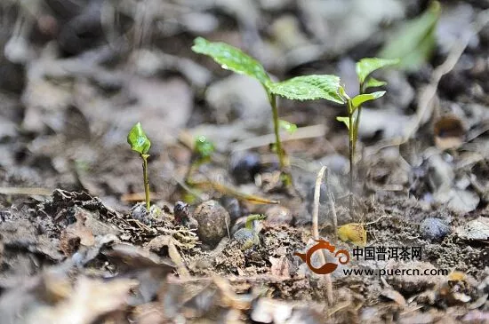 云茶蜚聲海內(nèi)外“名山茶”自駕游熱了