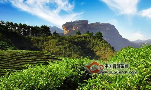 武夷山茶文化解密