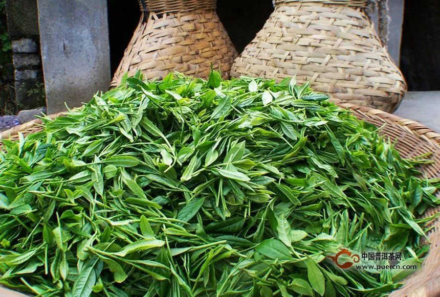 爱茶的快看：2015年普洱春茶价格预测