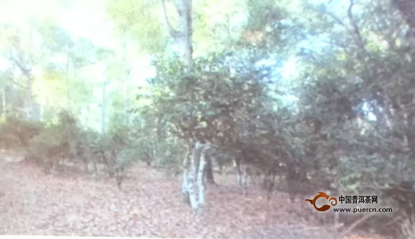 【看点普洱】云南茶区的特色 古树古茶树