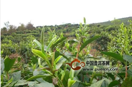 【图阅】百年天香乔木（珍品）普洱茶树