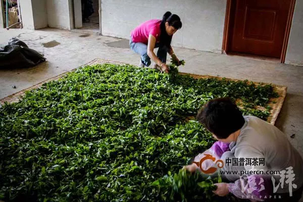 老班章村普洱茶年产量官民统计相差50吨