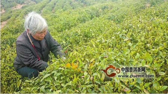 原生态孕育的高山有机茶一个月卖出数百万元