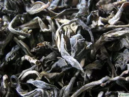 千年茶树新茶，竞拍价飙升上百万每公斤