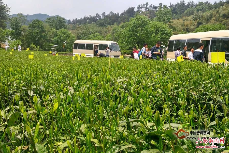 全力打造“六安茶谷”品牌