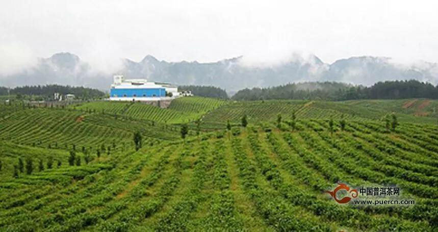 如何让茶苗种植成活率接近100%