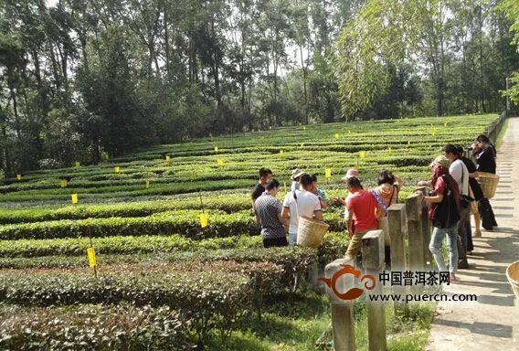 考察团在滇红集团茶科院良种园进行采茶体验