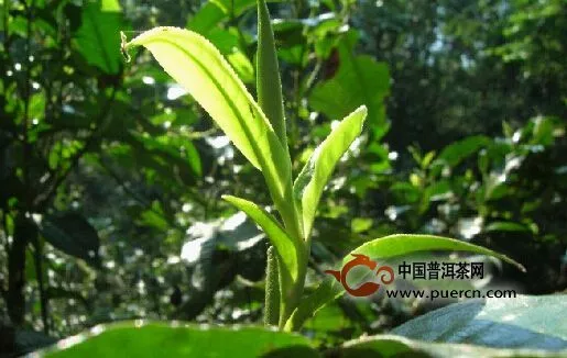 遇上普洱茶讓我心動