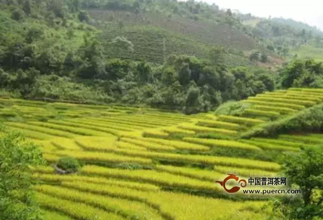 普洱茶靠什么大眾化 