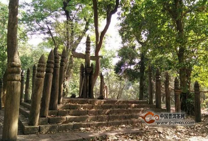 景邁山隨想 每個人都在茶中尋找自我價值