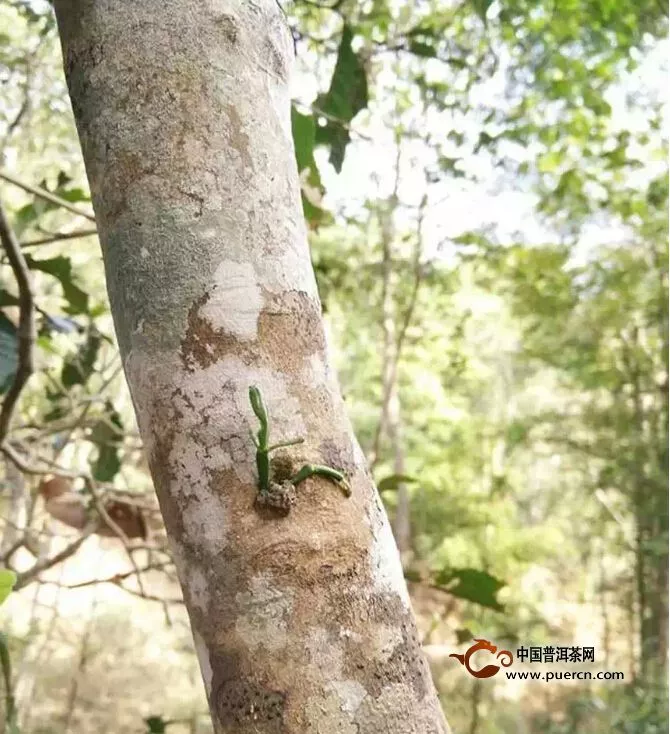 景邁山隨想 每個人都在茶中尋找自我價值