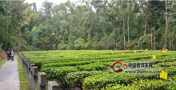 考察团成员参观滇红集团茶科院品种园