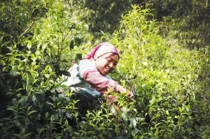 2015年临沧有望推出首批国际高端茶庄园