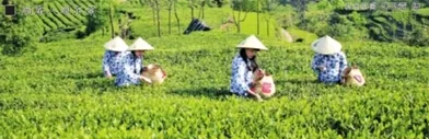 白茶开“金花”——福鼎市致力促进茶产业科技创新发展