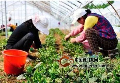张格庄有机绿茶 中国最北端绿茶产地的自然馈赠