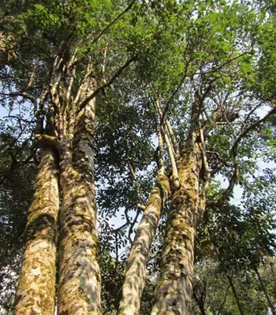 巴达野生型古茶树