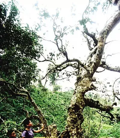 南糯山栽培型古茶树·99年已枯死