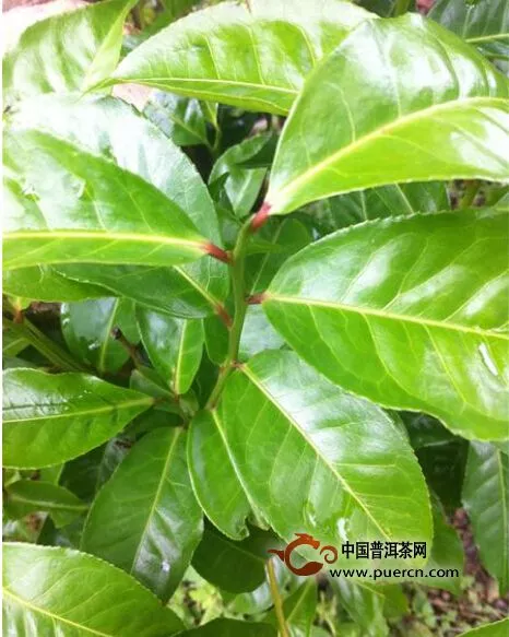 碧寨乡加大野生大树茶人工栽培和驯化