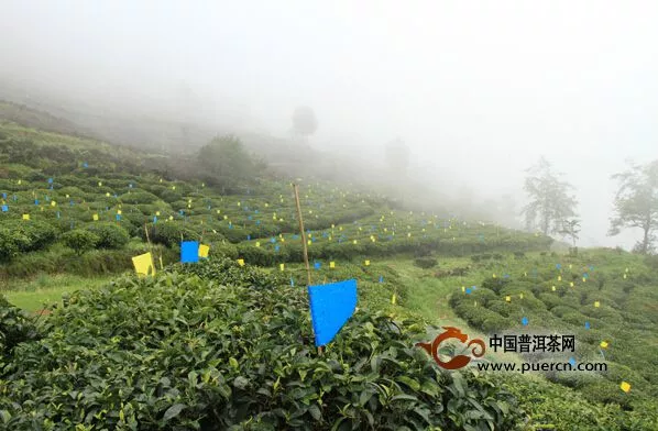 南涧县2015年春茶毛茶产量达2070吨 