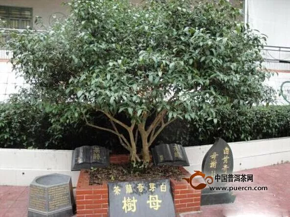 福建平和“始祖”茶树 孕育白芽奇兰十万亩