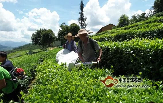 滇红集团基地春茶生产形势良好