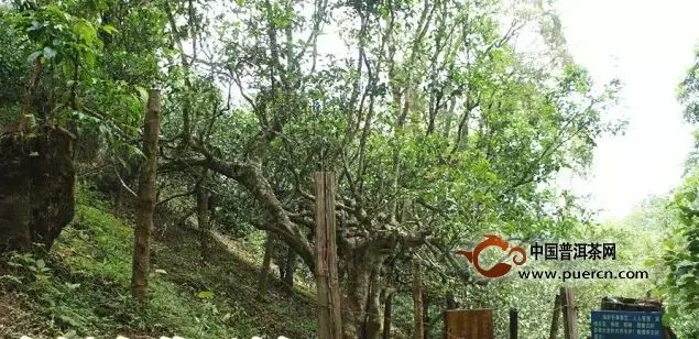 南糯山茶王树