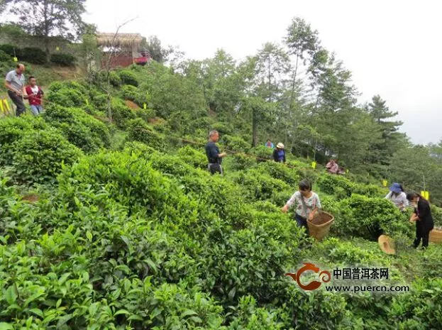 怒江三个单位到福贡县匹河乡老姆登村对老姆登茶鲜叶进行测产