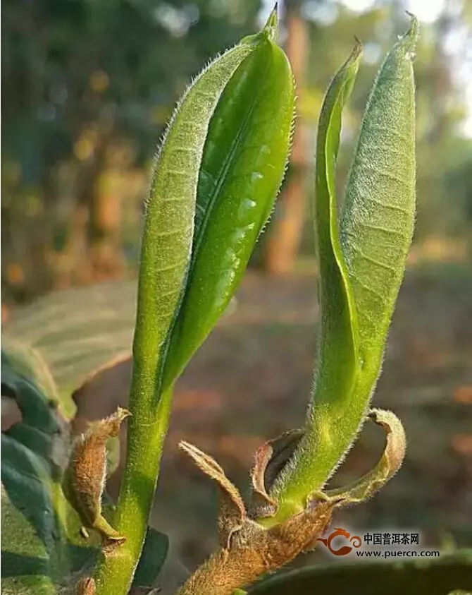 為啥古樹茶越喝越甜呢？