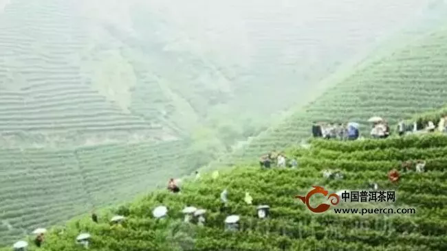浙江武义创建国家级出口茶叶质量安全示范区 