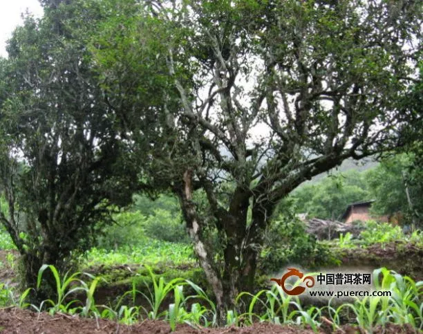 揭秘云南普洱茶树的几种茶地生态（组图）