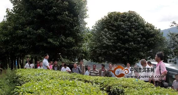 滇红集团组织开展茶叶机采技术观摩培训