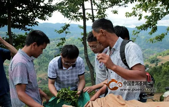 滇红集团组织开展茶叶机采技术观摩培训