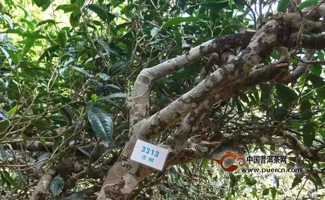 云南省农科院茶叶所调查古茶树资源 