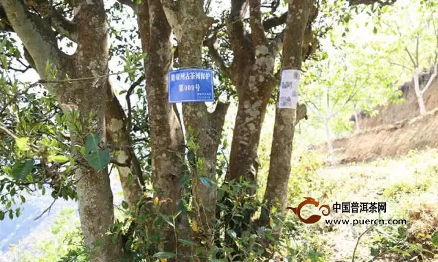 云南省农科院茶叶所调查古茶树资源 