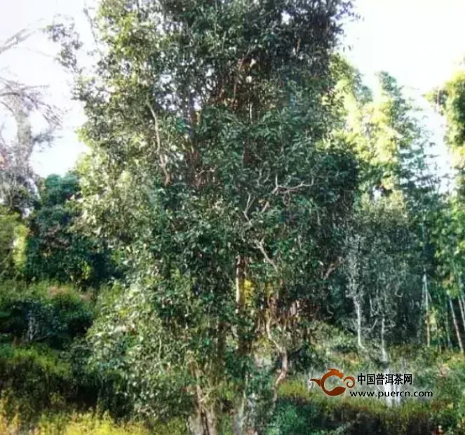野生型茶树种质资源之一邦崴大茶树 