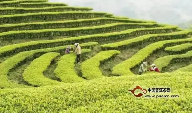 2015年全国春茶生产继续增产增收 