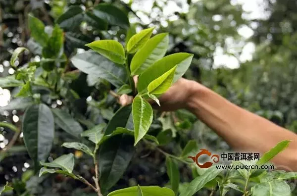 普洱茶喝出山頭村寨，你信嗎？