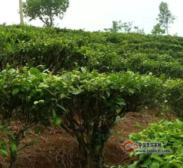 普洱茶茶种与生长形态大全