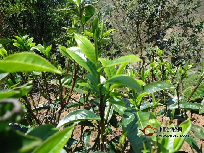 茶樹(shù)品種的性狀