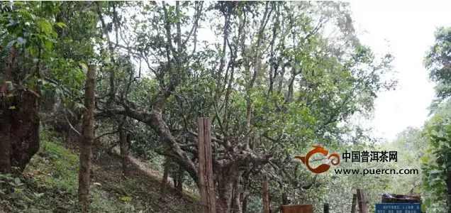 南糯茶王树