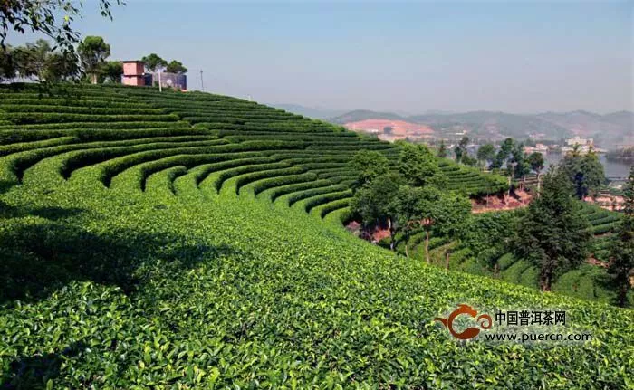 在普洱茶中行走