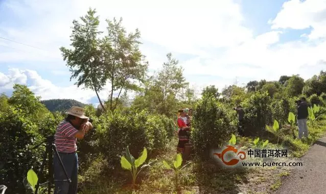 “大美普洱 文化國企”攝影展采風(fēng)活動走進(jìn)天下茶國公司