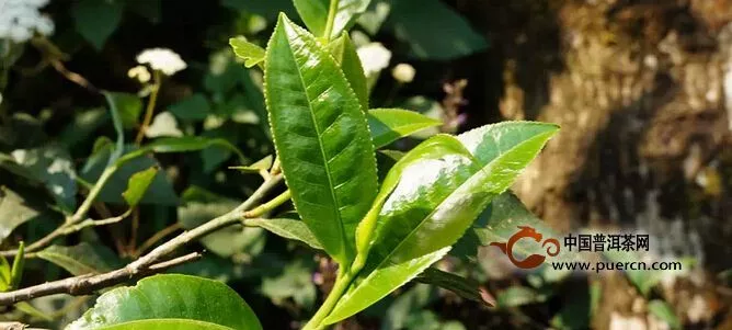 普洱茶“春夏秋冬”那些事