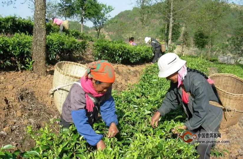 沧源茶叶产业建设有序推进 