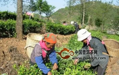 沧源自治县建立茶叶质量安全监管体系 